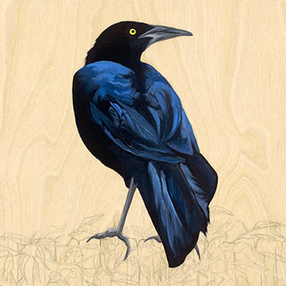 Grackle #46 - Carly Weaver - 8 x 8"