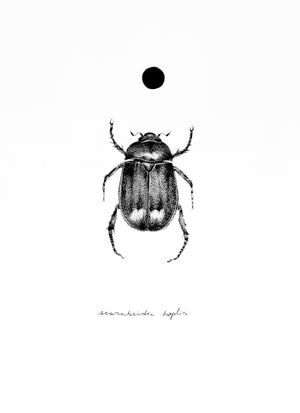 Scarab Beetle Study - Christina Zouras