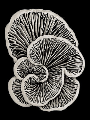 Schizophyllum Commune - Flip Solomon - Canvas Print