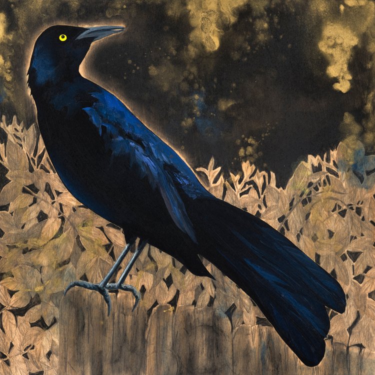 Eclipse Grackle #18 - Carly Weaver - 8 x 8"