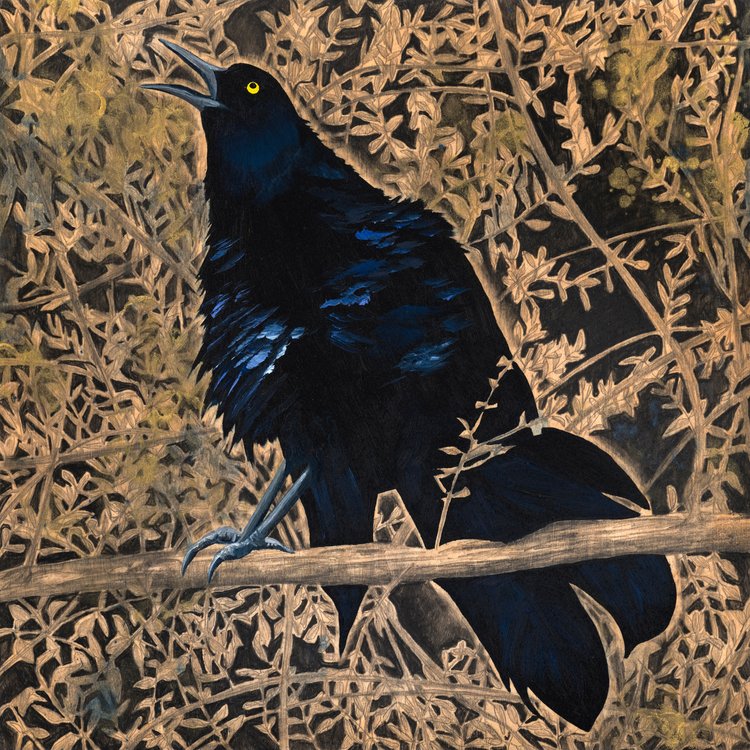 Eclipse Grackle #58 - Carly Weaver - 8 x 8"