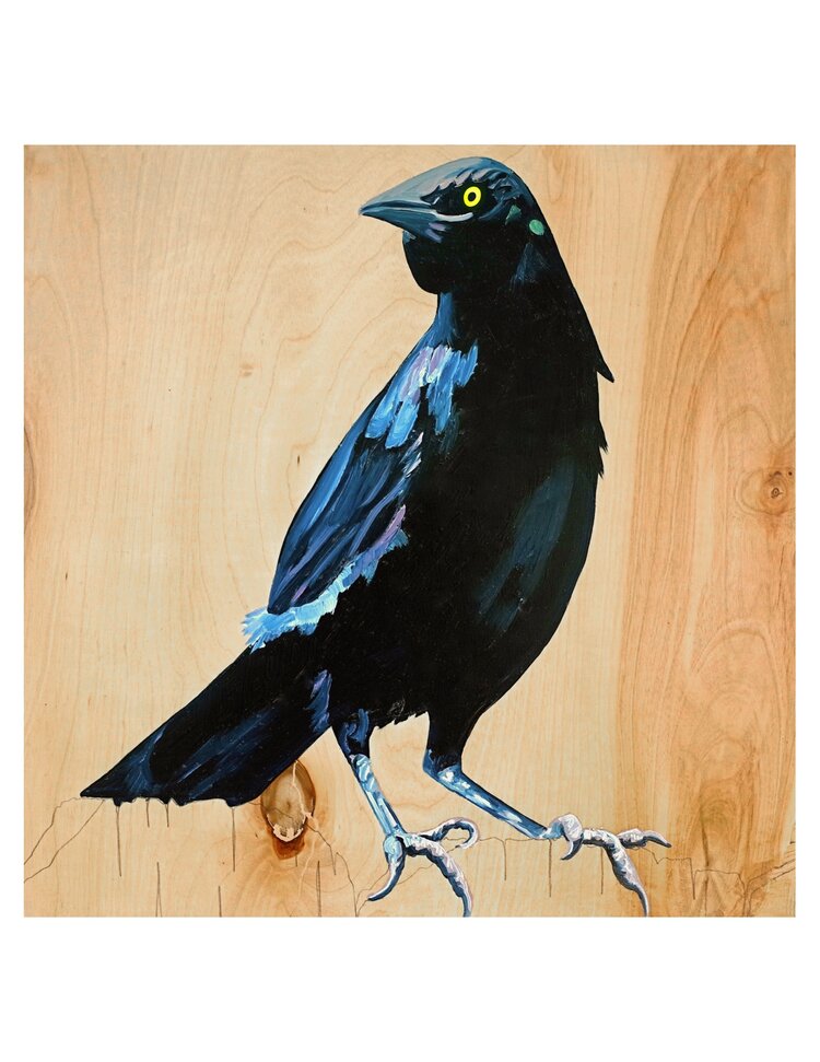 Grackle #2 - Carly Weaver - 8 x 8"