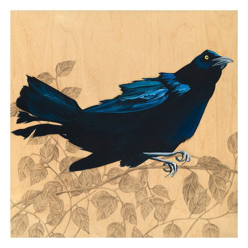 Jeanne's Grackle - Carly Weaver - 24.5 x 24.5" framed print