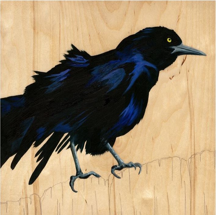 Grackle #29 - Carly Weaver - 8 x 8"