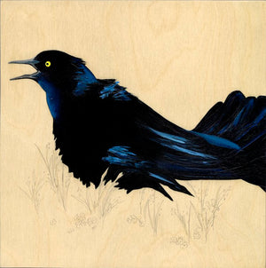 Grackle #50 - Carly Weaver - 8 x 8"