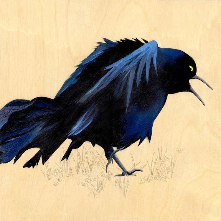 Grackle #51 - Carly Weaver - 8 x 8"