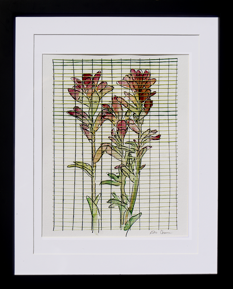 Indian Paintbrush - Katie Chance - 9.5x7.5"
