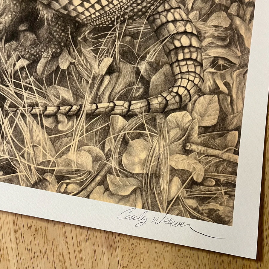 Ali-oop Dillo - Carly Weaver - 24x24"