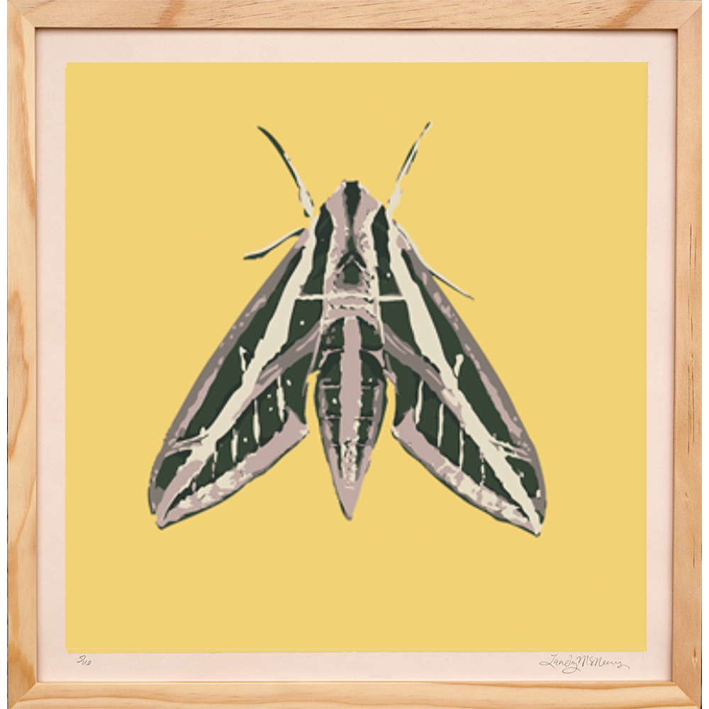 Sphynx Moth - Framed - Landry McMeans - 18"x18"