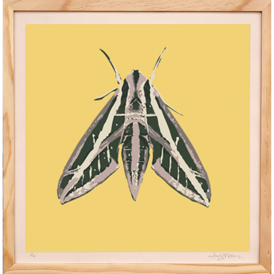 Sphynx Moth - Framed - Landry McMeans - 18"x18"