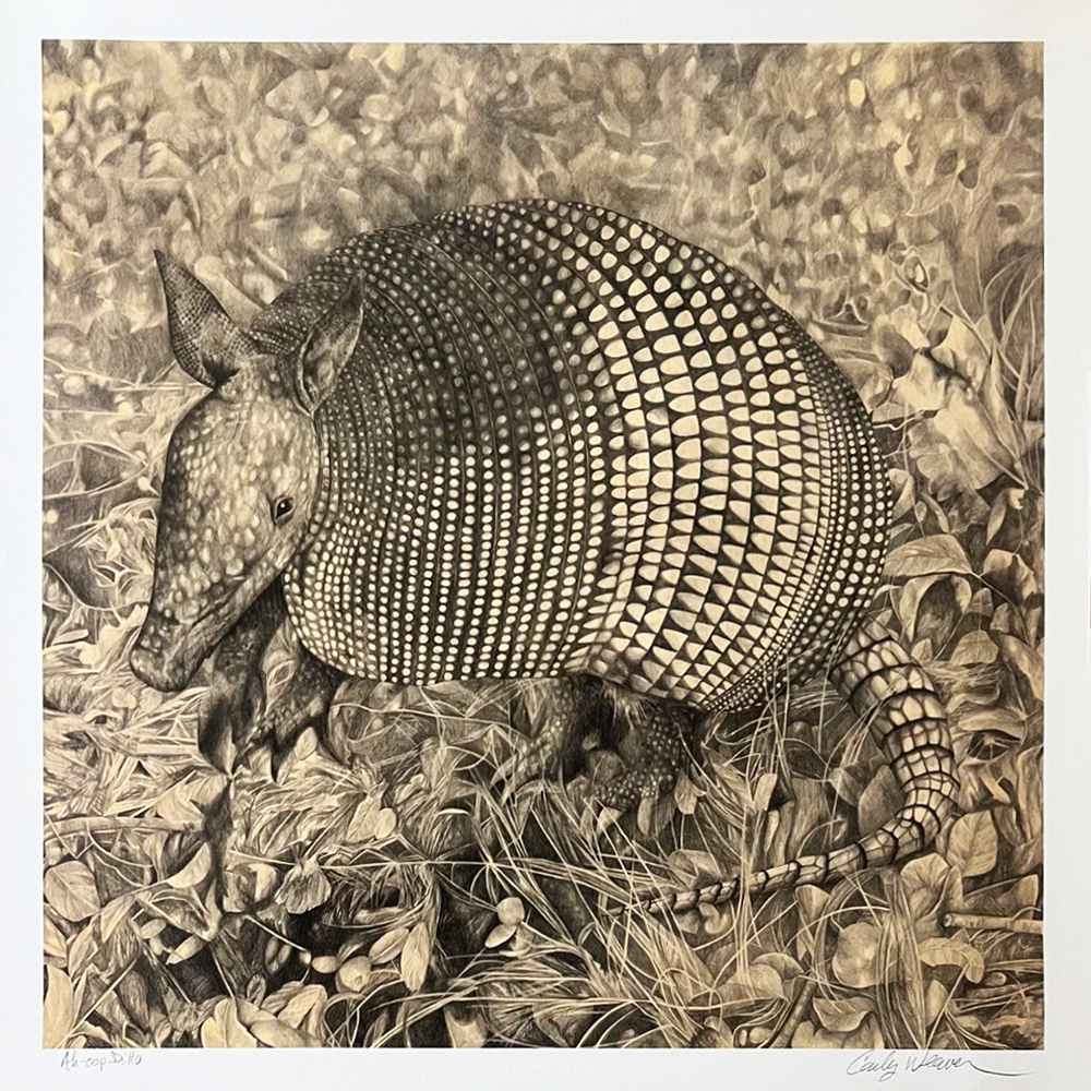 Ali-oop Dillo - Carly Weaver - 24x24"