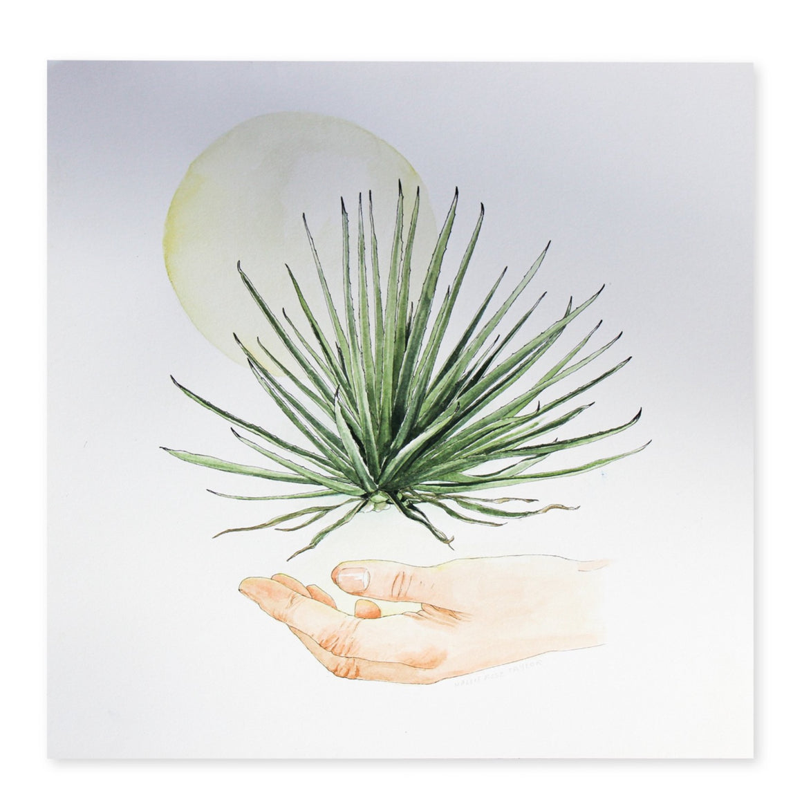 Agave Gift (ORIGINAL) - Hallie Rose Taylor - 9x9"