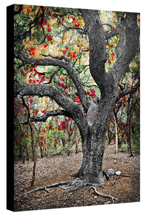 Greenbelt Oak by Jake Bryer