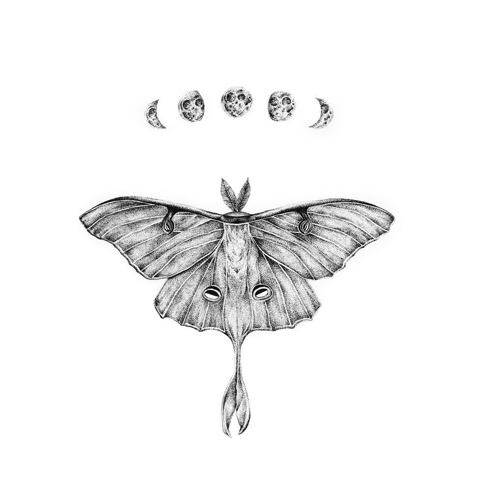 Luna Moth Study - Christina Zouras