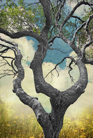 Texas Tree Series by Jake Bryer