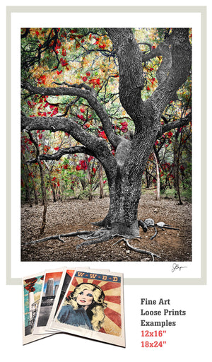 Greenbelt Oak by Jake Bryer